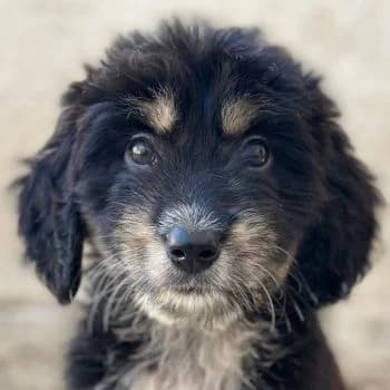 Ginger, female puppy Mixed Breed for adoption at Hundegarten Serres, Euskirchen