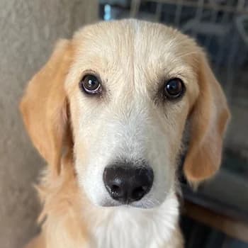Gipsy, male young Mixed Breed for adoption at Hundegarten Serres, Euskirchen