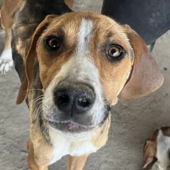 Giry, female young Mixed Breed for adoption at Hundegarten Serres, Euskirchen