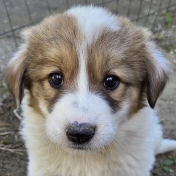 Gisela, female puppy Mixed Breed for adoption at Hundegarten Serres, Euskirchen
