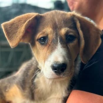 Gitana, female puppy Mixed Breed for adoption at Hundegarten Serres, Euskirchen