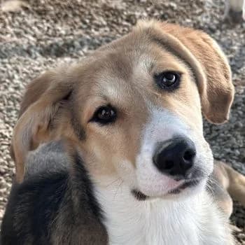 Gitana, female puppy Mixed Breed for adoption at Hundegarten Serres, Euskirchen