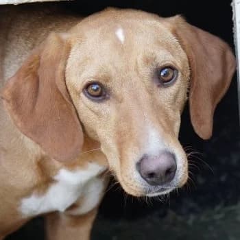 Gitano, male young Mixed Breed for adoption at Hundegarten Serres, Euskirchen