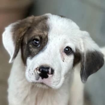 Glacy, female puppy Mixed Breed for adoption at Hundegarten Serres, Euskirchen
