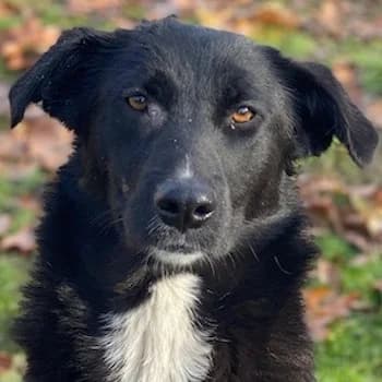 Glorietta, female puppy Mixed Breed for adoption at Hundegarten Serres, Euskirchen
