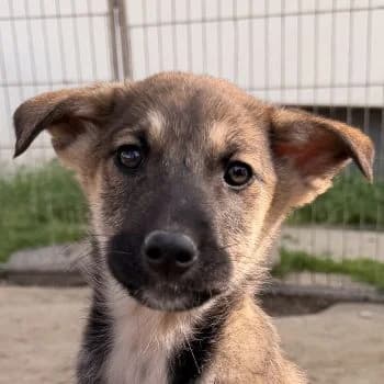Goudy, female puppy Mixed Breed for adoption at Hundegarten Serres, Euskirchen