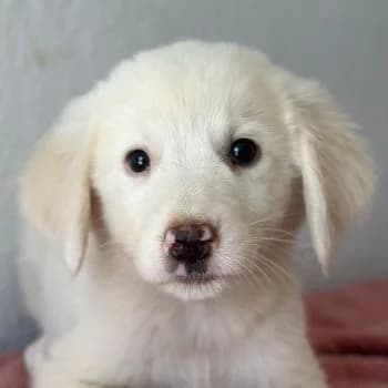 Greta, female puppy Mixed Breed for adoption at Hundegarten Serres, Euskirchen