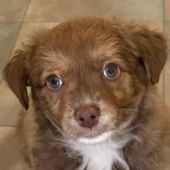 Halvas, male puppy Mixed Breed for adoption at Hundegarten Serres, Euskirchen
