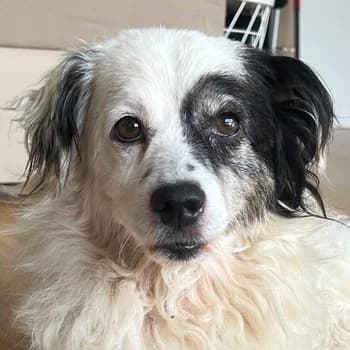 Hanyo, male young Mixed Breed for adoption at Hundegarten Serres, Euskirchen