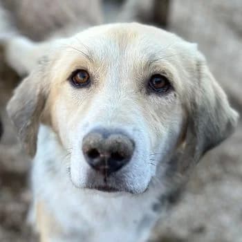 Happy, male young Mixed Breed for adoption at Hundegarten Serres, Euskirchen