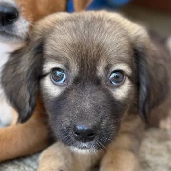 Harissa, female puppy Mixed Breed for adoption at Hundegarten Serres, Euskirchen