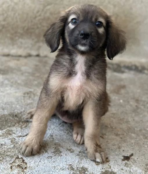 Harissa, female puppy Mixed Breed for adoption at Hundegarten Serres, Euskirchen