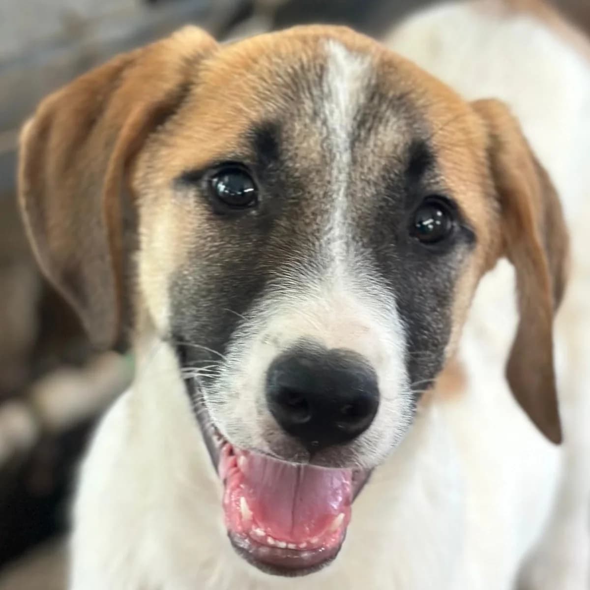 Haschi, male puppy Mixed Breed for adoption at Hundegarten Serres, Euskirchen
