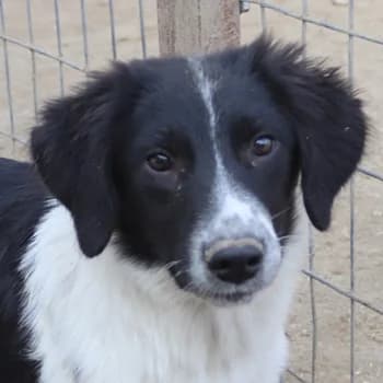 Herr Jasper, male young Mixed Breed for adoption at Hundegarten Serres, Euskirchen