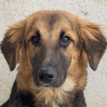 Hilda, female young Mixed Breed for adoption at Hundegarten Serres, Euskirchen
