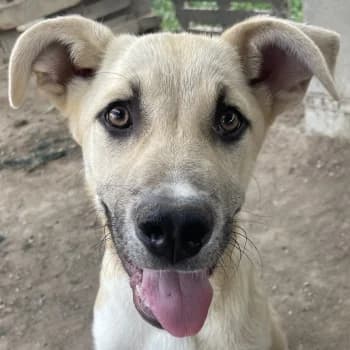 Hilde, female puppy Mixed Breed for adoption at Hundegarten Serres, Euskirchen