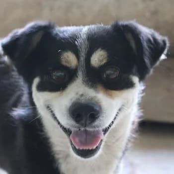 Hilmar, male young Mixed Breed for adoption at Hundegarten Serres, Euskirchen