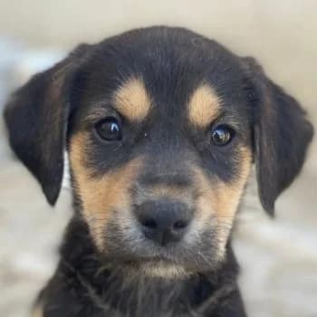 Hiro, male puppy Mixed Breed for adoption at Hundegarten Serres, Euskirchen
