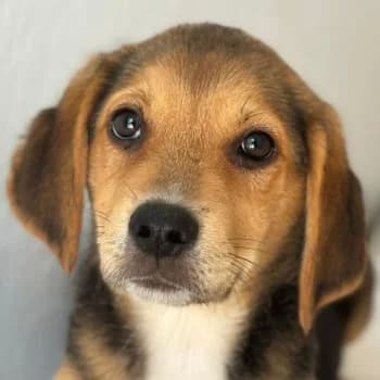 Holly, female puppy Mixed Breed for adoption at Hundegarten Serres, Euskirchen