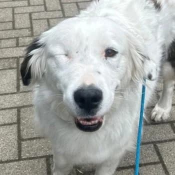 Honey, male 4yo Mixed Breed for adoption at Hundegarten Serres, Euskirchen