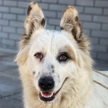 Hope, female young Mixed Breed for adoption at Hundegarten Serres, Euskirchen