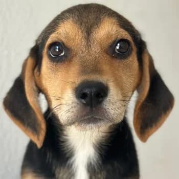 Hygieia, female puppy Mixed Breed for adoption at Hundegarten Serres, Euskirchen