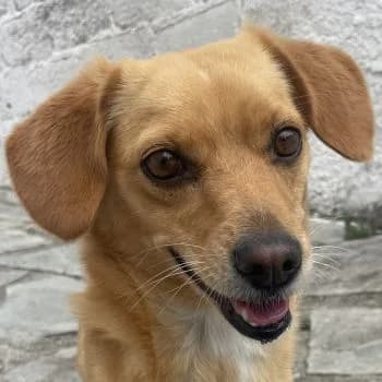 Hyra, female 3yo Mixed Breed for adoption at Hundegarten Serres, Euskirchen