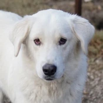Idallo, male 5yo Mixed Breed for adoption at Hundegarten Serres, Euskirchen