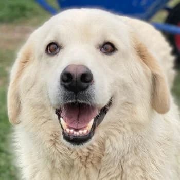 Idallo, male 5yo Mixed Breed for adoption at Hundegarten Serres, Euskirchen