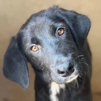 Ilay, male puppy Mixed Breed for adoption at Hundegarten Serres, Euskirchen