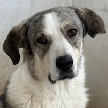 Ilyas, male young Mixed Breed for adoption at Hundegarten Serres, Euskirchen