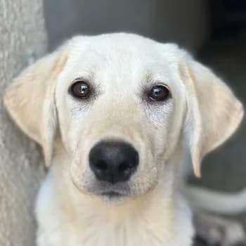 Inara, female puppy Mixed Breed for adoption at Hundegarten Serres, Euskirchen