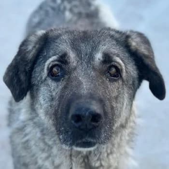 Ingo, male 3yo Mixed Breed for adoption at Hundegarten Serres, Euskirchen