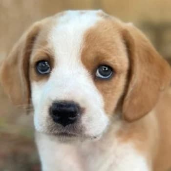 Irmi, female puppy Mixed Breed for adoption at Hundegarten Serres, Euskirchen