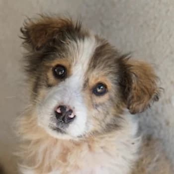Itchie, female puppy Mixed Breed for adoption at Hundegarten Serres, Euskirchen