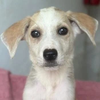 Ivy, female puppy Mixed Breed for adoption at Hundegarten Serres, Euskirchen