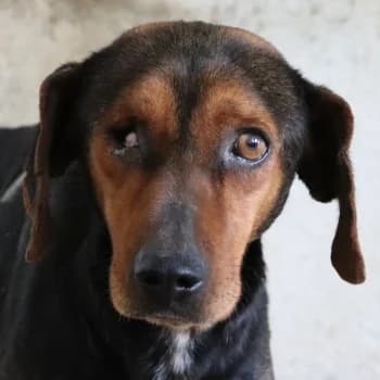 Jack, male young Mixed Breed for adoption at Hundegarten Serres, Euskirchen