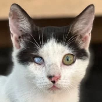 Jack Sparrow, puppy Mixed Breed for adoption at Hundegarten Serres, Euskirchen