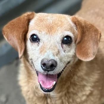 Jacky, female senior Mixed Breed for adoption at Hundegarten Serres, Euskirchen