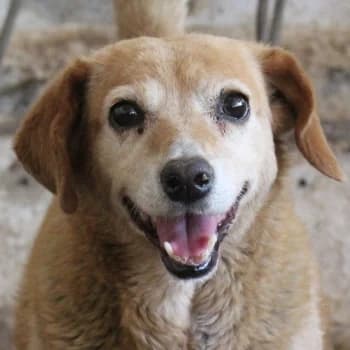 Jacky, female 4yo Mixed Breed for adoption at Hundegarten Serres, Euskirchen