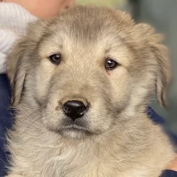 Jako, male young Mixed Breed for adoption at Hundegarten Serres, Euskirchen