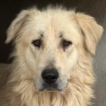 Jako, male 3yo Mixed Breed for adoption at Hundegarten Serres, Euskirchen