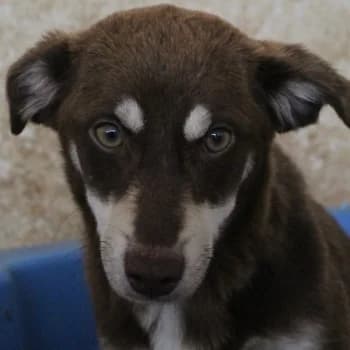 Jana, female young Mixed Breed for adoption at Hundegarten Serres, Euskirchen