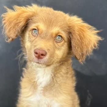 Jaspar, male puppy Mixed Breed for adoption at Hundegarten Serres, Euskirchen
