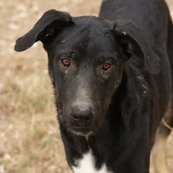 Jeppe, male 3yo Mixed Breed for adoption at Hundegarten Serres, Euskirchen
