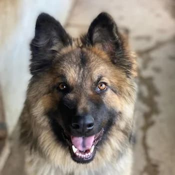 Joey, male young Mixed Breed for adoption at Hundegarten Serres, Euskirchen