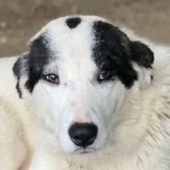 Joletta, female young Mixed Breed for adoption at Hundegarten Serres, Euskirchen