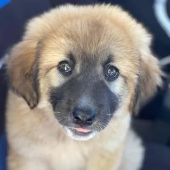 Jolie, female puppy Mixed Breed for adoption at Hundegarten Serres, Euskirchen