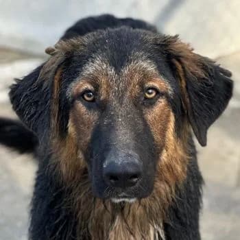 Jon, male puppy Mixed Breed for adoption at Hundegarten Serres, Euskirchen
