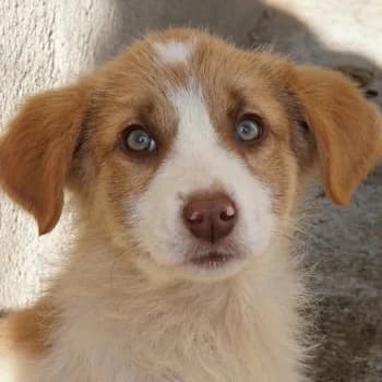 Josefine, female puppy Mixed Breed for adoption at Hundegarten Serres, Euskirchen